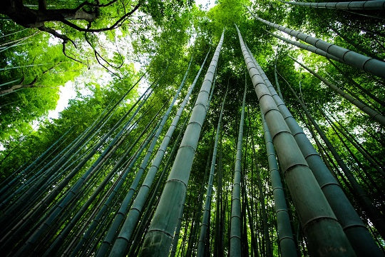 Bambus – Alles, was du über das nachhaltige Material wissen musst